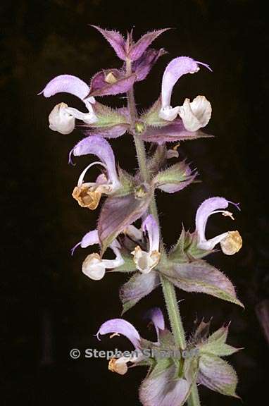 salvia sclarea 2 graphic